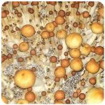 Псилоцибиновые (галлюциногенные)  грибы Psilocybin "Golden Teacher" в Полысаево