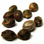 Семена марихуаны АК-47 (Seeds AK-47) в Полысаево Семена марихуаны АК-47 (Seeds AK-47) в Полысаево